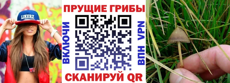 Псилоцибиновые грибы мицелий Жуковка